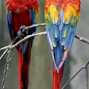 Scarlet Macaw